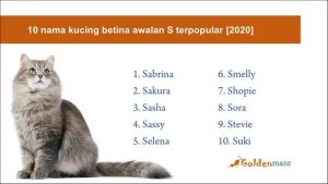 Nama Yang Sesuai Untuk Kucing - Fundacionfaroccr
