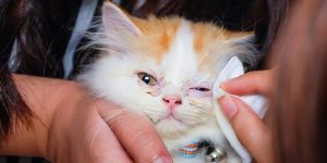 Mata Kucing Bengkak? Ini Penyebab & Cara Mengobati | Pintarpet