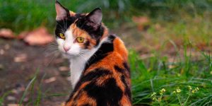 8 Fakta Menarik Tentang Kucing Belang Tiga & Mitosnya | Pintarpet