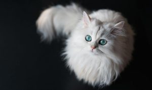 Daftar 60 Nama Kucing Islami Beserta Artinya | Pintarpet