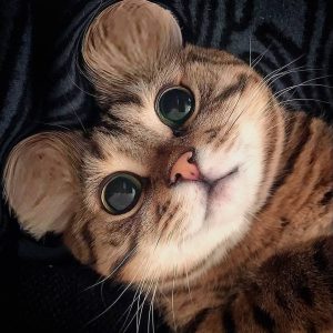 Kucing Dengan Versi Telinga Mickey Mouse 😂 Imut Aja Atau Imut Banget? 😻 Tuliskan Komentar Terbaik Kamu Ya 😊 . Dapatkan Up… | Cute Cats, Baby Cats, Beautiful Cats