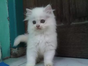 Terjual Jual Anak Kucing Persia Hidung Pesek Warna Putih Bola Mata Biru | Kaskus