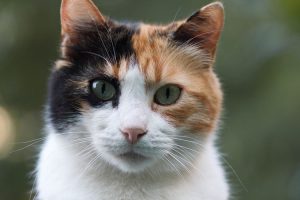 Alasan Mengapa Kucing Belang Tiga Jarang Berjenis Kelamin Jantan Halaman All - Kompas.com
