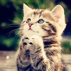Suara Anak Kucing Lucu Untuk Nada Dering Ponsel - Kucing Persia #Instacat | Cat Animal Pictures, Cat Pics, Cute Animals