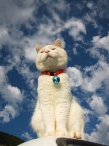 200 Kucing Ideas | Kucing, Kucing Cantik, Anak Kucing Lucu