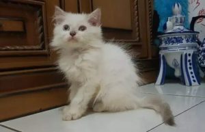 √Yuk, Perhatikan! 8 Daftar Harga Anak Kucing Persia Terbaru