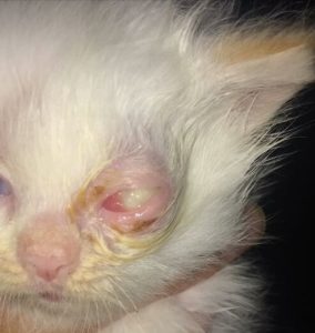 Penyebab Dan Tanda Anak Kucing Sakit Mata » Kucingmania