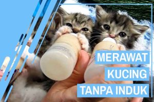 7 Cara Merawat Kucing Baru Lahir Tanpa Induk - Kucingklik.com