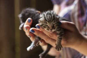 8 Cara Merawat Kucing Umur 1 Bulan Tanpa Induk - Arenahewan.com