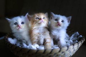 Cara Merawat Anak Kucing Tanpa Induk Usia 1-3 Bulan - Kucingklik.com