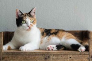 Ini Alasan Kucing Belang Tiga Jantan Dimakan Induknya - Kucingklik.com