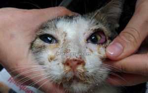 17 Penyebab Kucing Sakit Mata Berair Dan Cara Mengobati – Burungnya.com