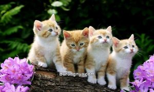 20 Nama Kucing Islami Bagus Dengan Artinya Dan Mudah Diingat – Burungnya.com