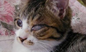 √Wajib Baca! 8 Penyakit Mata Pada Kucing Beserta Gambarnya
