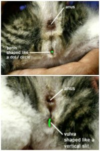 Perkembangan Anak Kucing & Kitten Sexing