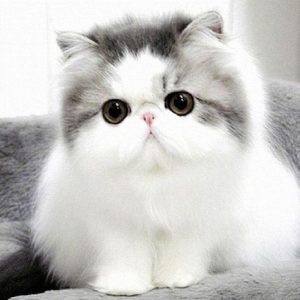 230 Kucing Ideas | Kucing, Kucing Cantik, Binatang