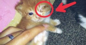 Penyebab Dan Cara Mengobati Sakit Mata Pada Kucing [Lengkap] - Hobinatang
