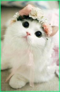 Nama Kucing Betina Yang Bagus, Lucu Dan Keren - Ekor9.Com | Kittens Cutest, Beautiful Kittens, Pets Cats