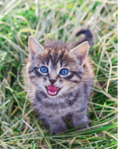 Arti Suara Mendengkur Dan Panggilan Anak Kucing | Whiskas