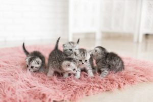 10 Cara Merawat Anak Kucing Tanpa Induk, Wajib Diketahui! | Orami