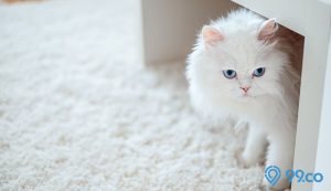 Daftar Harga Kucing Persia Terlengkap & Terbaru 2021