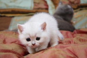 Wallpaper Anak Kucing Persia Putih Hd Unduh Gratis | Wallpaperbetter