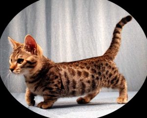 Kucing Genetta (Cat) - M.kucing.biz