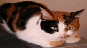 Kucing Tiga Warna Jantan Berharga 30 Juta Yen Di Jepang - Tribunnews.com Mobile