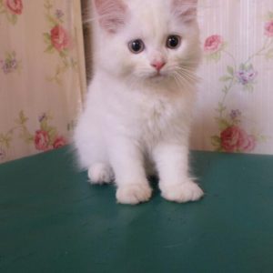 Kucing Kitten Persia Putih, Perlengkapan Hewan, Aksesoris Hewan Di Carousell