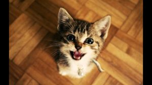 Kucing Lucu Dan Anak Kucing Mengeong. Kompilasi Hd - Youtube
