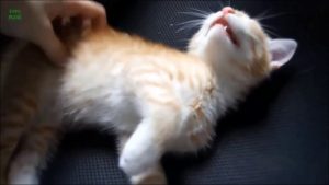 Suara Kucing Lucu Imut Imut Mengeong - Youtube