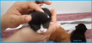 Teknik Kita: Cara Merawat Anak Kucing Tanpa Induk Yang Benar
