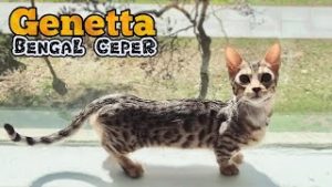 Mengenal Kucing Genetta (Bengal Munchkin) Beserta Harga Jualnya - Youtube