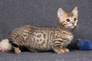 25 Short And Sweet Munchkin Cat Facts