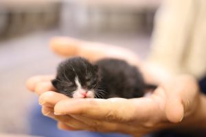 15 Cara Merawat Anak Kucing Tanpa Induk, Ternyata Bisa Dan Mudah Untuk Dilakukan | Rumah123.Com
