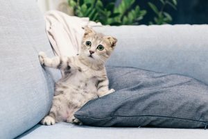 15 Cara Merawat Anak Kucing Tanpa Induk, Ternyata Bisa Dan Mudah Untuk Dilakukan | Rumah123.Com